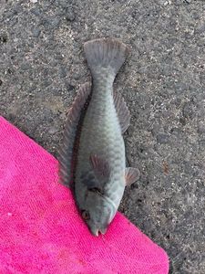 Pesce pappagallo