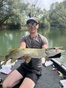 Northern Pike