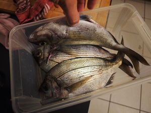 Black Seabream