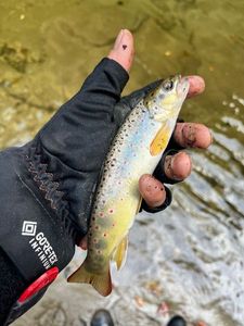 Brown Trout