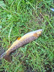 Brown Trout