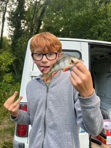 European Perch