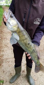 Zander