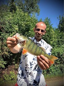 European Perch