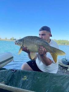 Common Carp