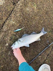 European Bass (Seabass)