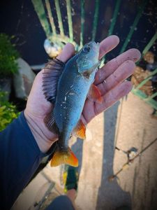 European Perch