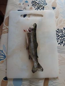 Rainbow Trout
