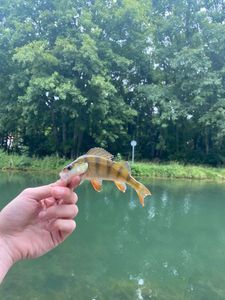 European Perch