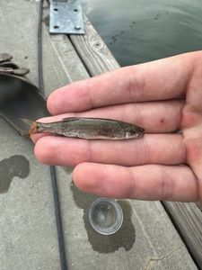 Mountain Whitefish