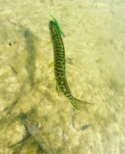 Northern Pike