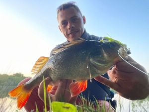 European Perch