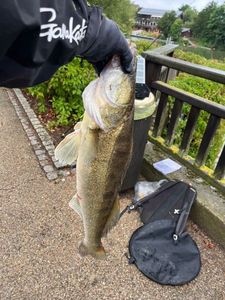 Zander
