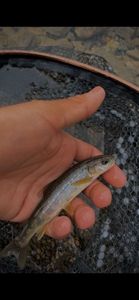 Lake Trout