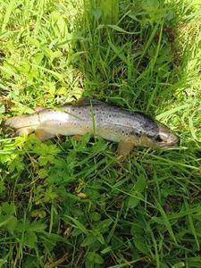 Brown Trout