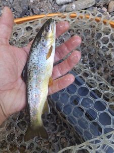 Brown Trout
