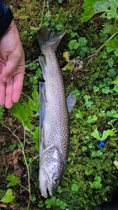 Brown Trout