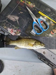 Smallmouth Bass