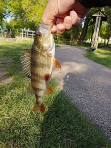 European Perch
