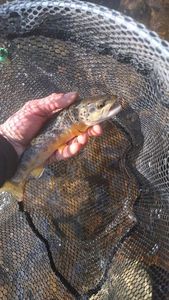 Brown Trout