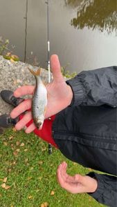 Roach