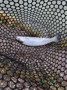 Rainbow Trout