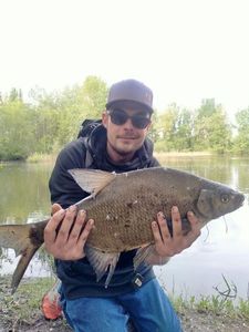 Common Bream