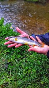 Brown Trout