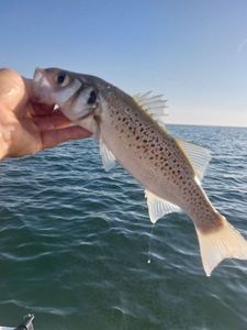 Spotted Seabass