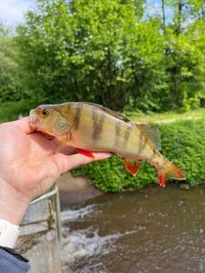 European Perch