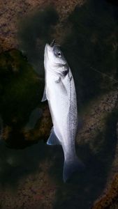 European Bass (Seabass)