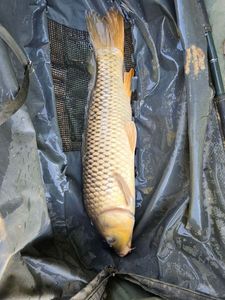 Common Carp