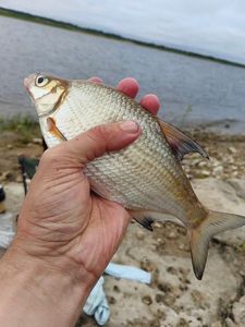 White bream