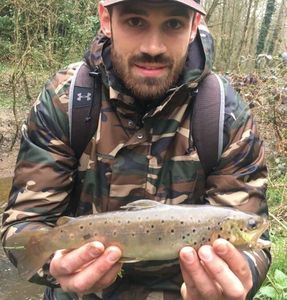 Brown Trout