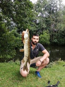 Northern Pike