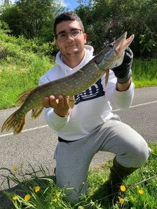 Northern Pike