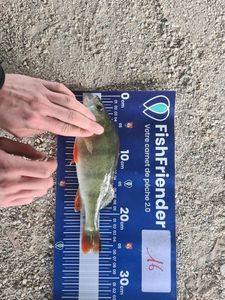 European Perch