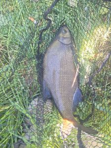 Common Bream