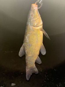 Tench