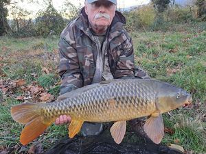 Common Carp