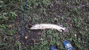 Northern Pike