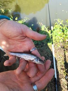 Gudgeon