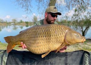 Common Carp