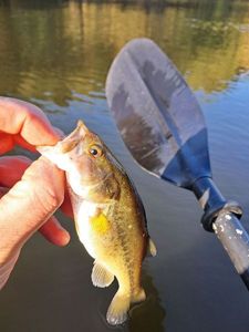 Largemouth Bass