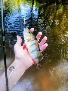 European Perch