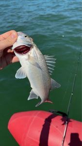 European Bass (Seabass)