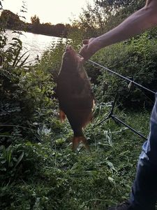 Common Bream