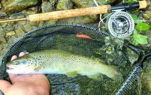 Brown Trout