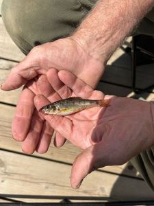 Gudgeon