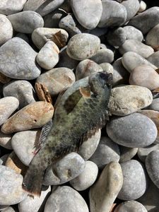 Coral Hind